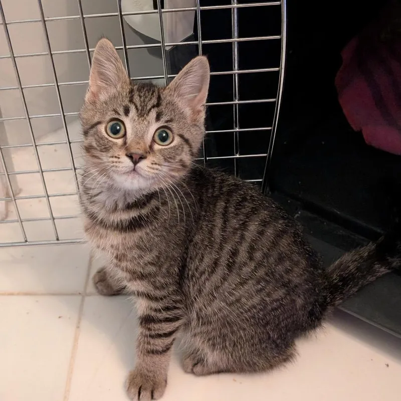 A baby small-sized male Gray / Blue / Silver Domestic Short Hair cat named Adolin for adoption in Fairfax Station, VA