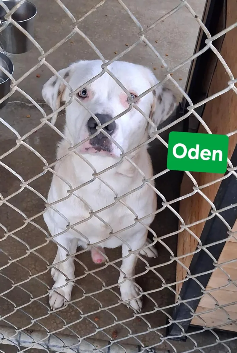 Oden