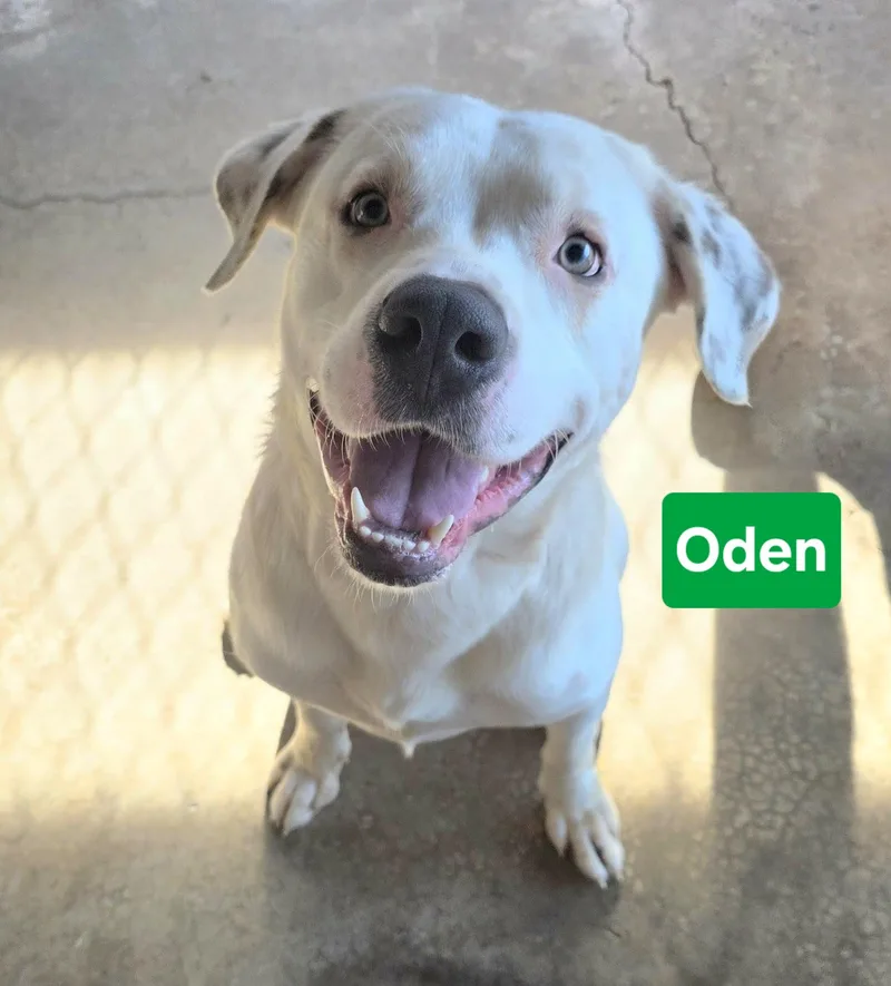 Oden thumbnail 2
