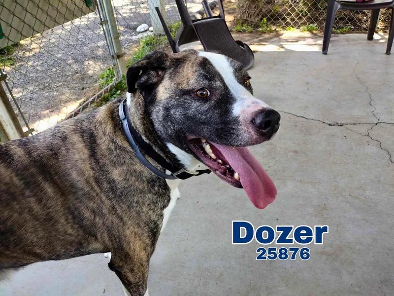 An adult large-sized male Brindle Great Dane dog named Dozer for adoption in Oak Ridge, TN