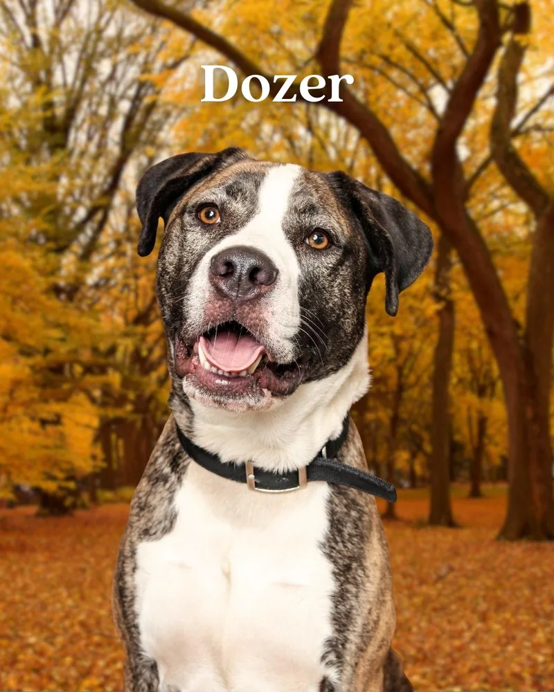 Dozer thumbnail 2