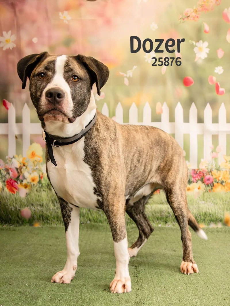 Dozer thumbnail 5