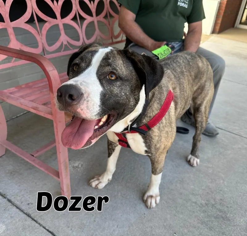Dozer thumbnail 6