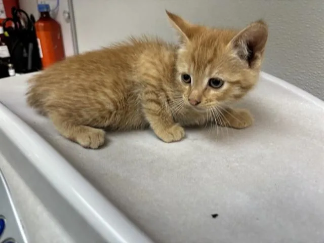 A baby small-sized female Domestic Short Hair cat named Cove for adoption in Antioch, CA