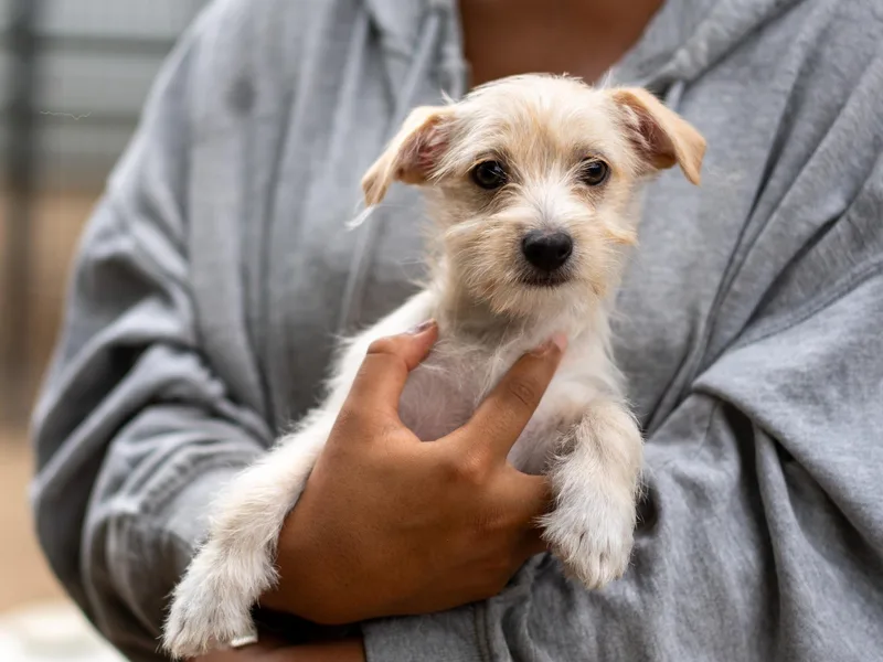 A baby small-sized male White / Cream Maltese dog named Baby Moro for adoption in Fresno, CA
