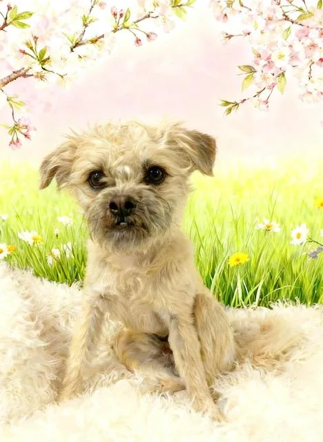 Taz
