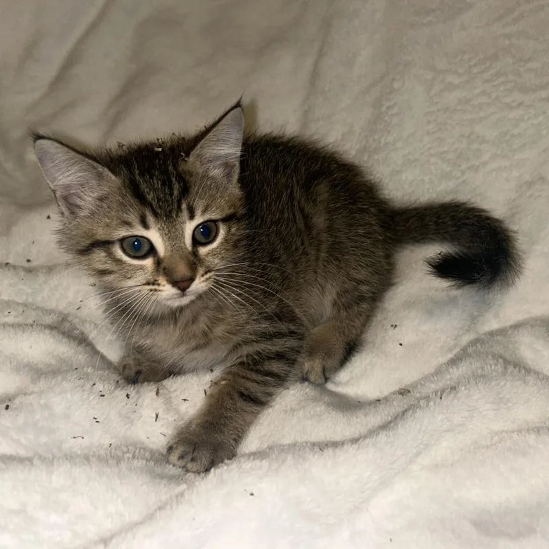 A baby small-sized female Domestic Short Hair cat named Kinsie for adoption in Cumming, GA