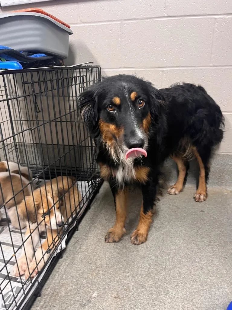 An adult large-sized female Australian Shepherd dog named JoyDollyJessie for adoption in Hopkinsville, KY
