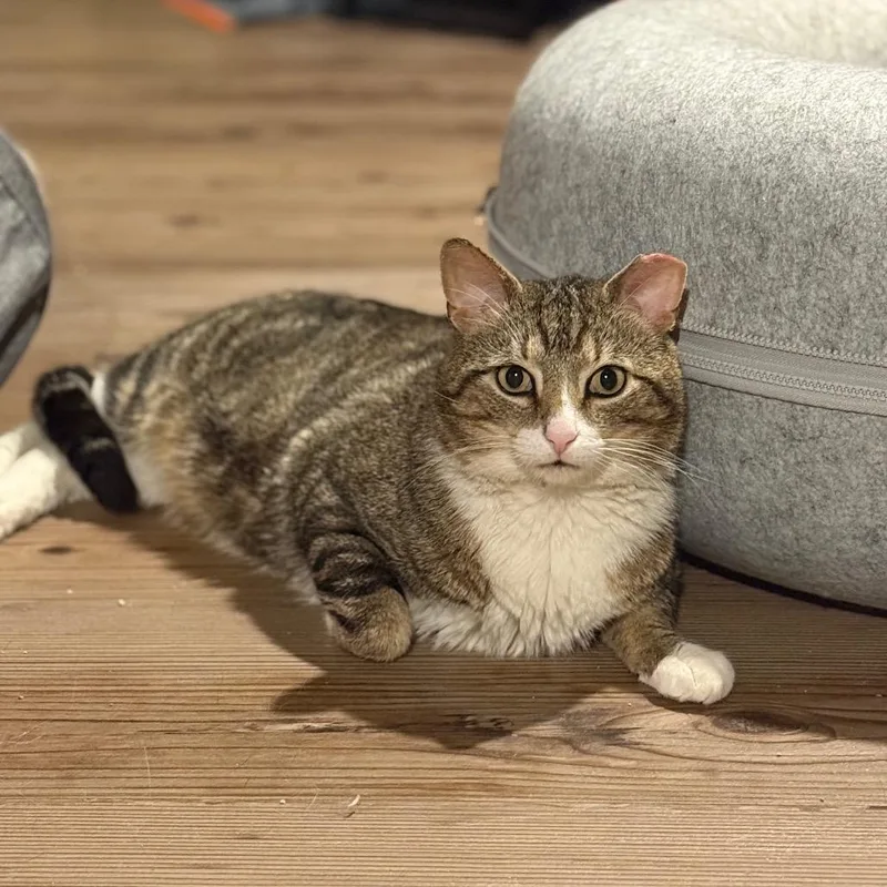 Pickles Working Cat thumbnail 4