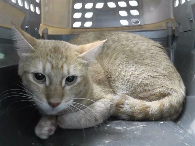 A young medium-sized female Domestic Short Hair cat named Mango Tart for adoption in Omaha, NE