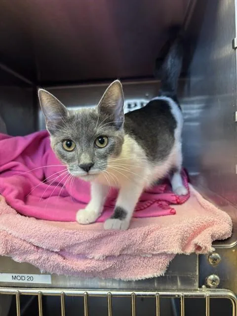 A young small-sized female Domestic Short Hair cat named Opal for adoption in Rancho Cucamonga, CA