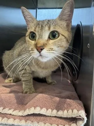 An adult small-sized female Domestic Short Hair cat named Rosie for adoption in Farmers Branch, TX
