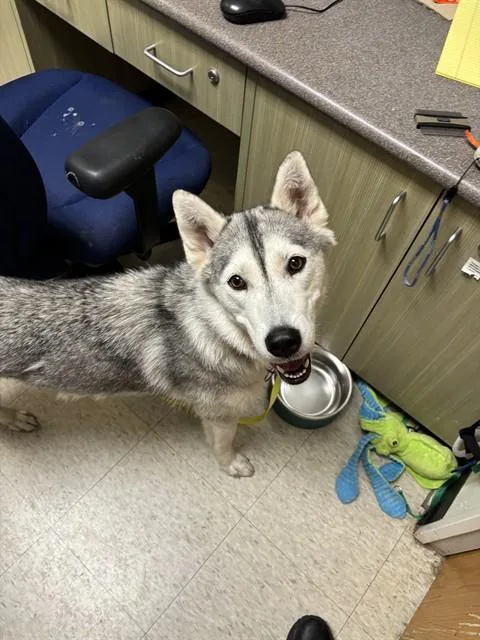 An adult medium-sized female Siberian Husky dog named Aurora A for adoption in Plano, TX