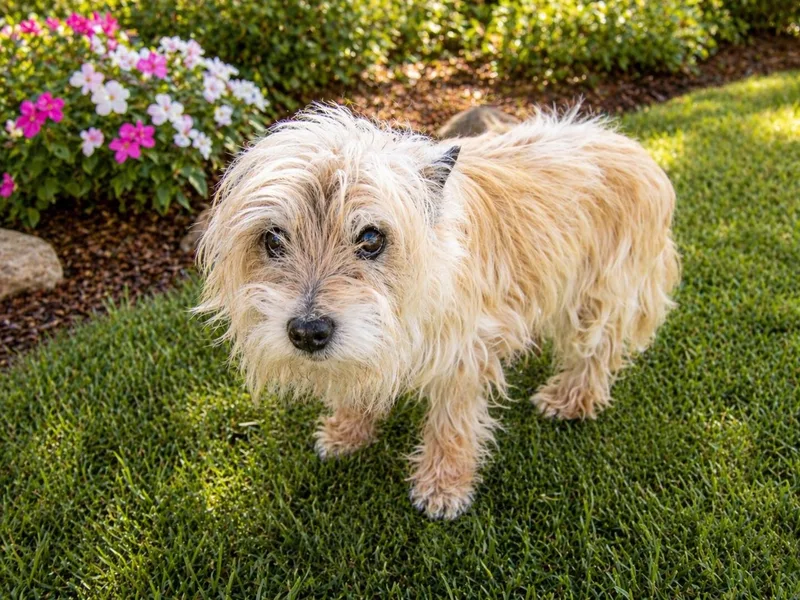 An adult small-sized female Apricot / Beige Cairn Terrier dog named Dollie for adoption in Monroe, NC