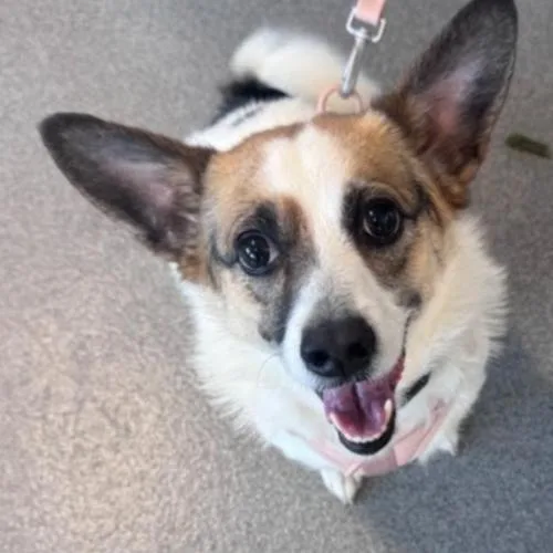 An adult small-sized female Bicolor Corgi dog named Marbles for adoption in Washington DC, DC