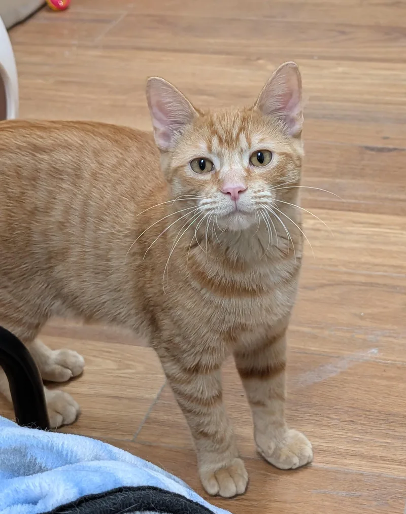 A young medium-sized male Tabby (Orange / Red) Domestic Short Hair cat named Roger for adoption in Decatur, IL