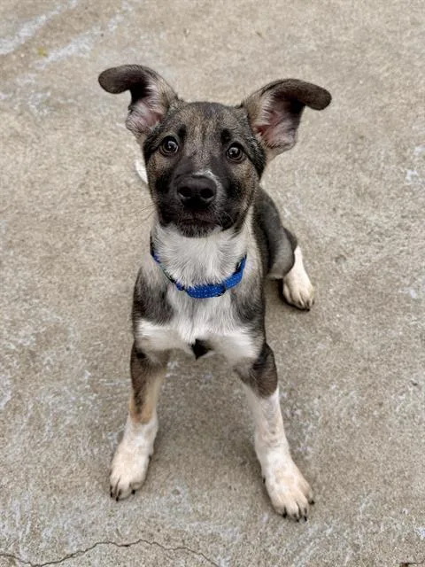 A baby medium-sized male Australian Cattle Dog / Blue Heeler dog named Edmund for adoption in Boston, MA