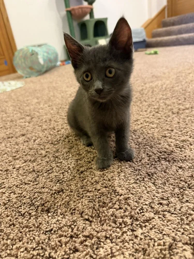 A baby small-sized female Gray / Blue / Silver Domestic Short Hair cat named Lyra for adoption in Anoka, MN