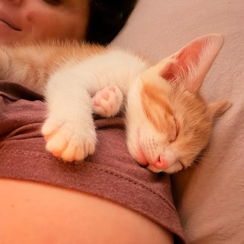 A baby small-sized female Orange / Red Domestic Short Hair cat named Nova Bear for adoption in Pacific Palisades, CA