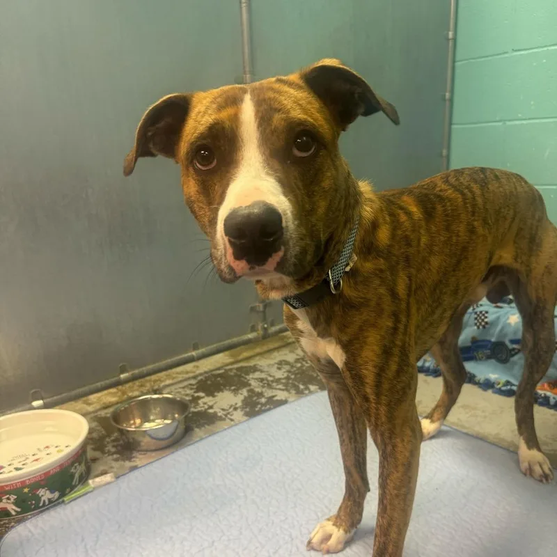 A young medium-sized male Brown / Chocolate Boxer dog named Tahj for adoption in Louisville, KY