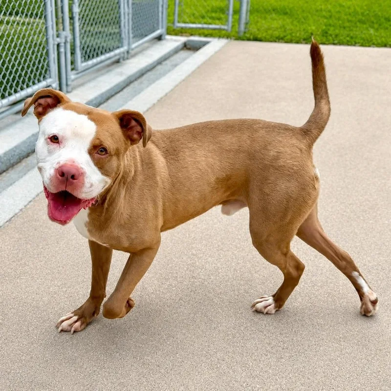 An adult medium-sized male Golden Mixed Breed dog named Malachi for adoption in Eureka, IL