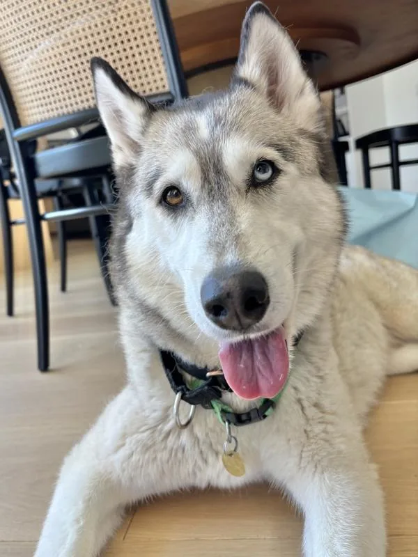An adult large-sized female Siberian Husky dog named Celine for adoption in Dublin, CA