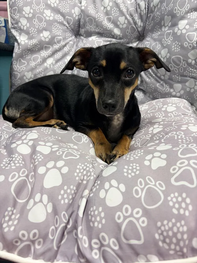 A young small-sized female Brown / Chocolate Chihuahua dog named Pickles for adoption in Chattanooga, TN