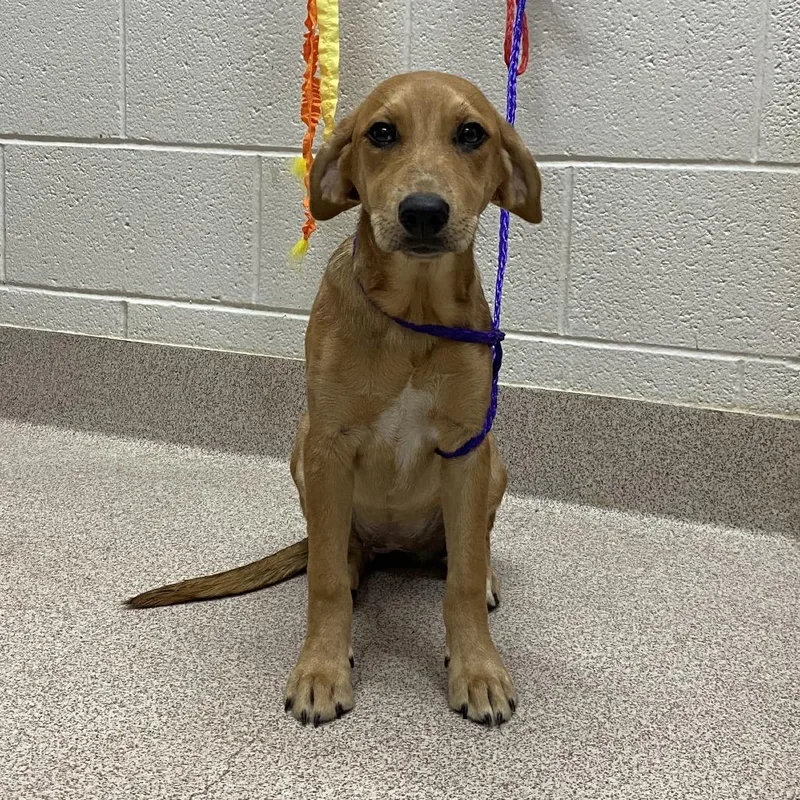 A baby small-sized female Yellow / Tan / Blond / Fawn Mixed Breed dog named Jane for adoption in Ardmore, OK