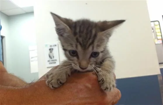 A baby small-sized female Domestic Short Hair cat named Wiggles for adoption in Miami, FL