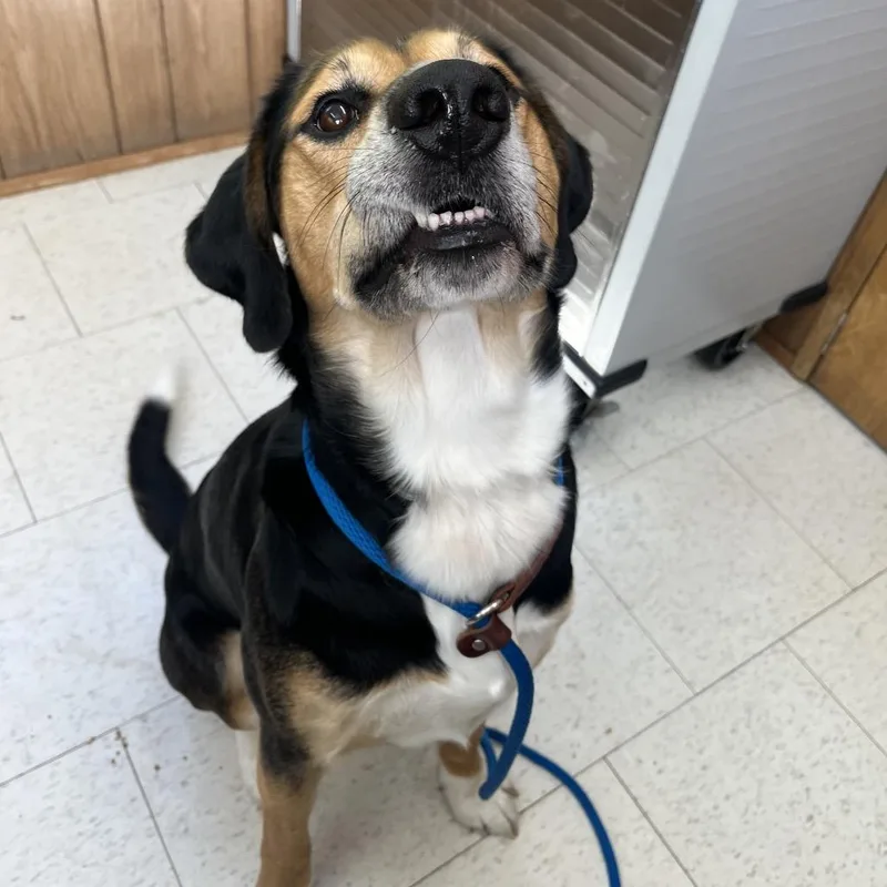 An adult large-sized male Black Mixed Breed dog named Griffin for adoption in Columbiana, AL