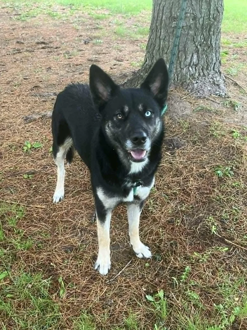 An adult large-sized female Black German Shepherd Dog dog named Hope for adoption in Springfield, IL
