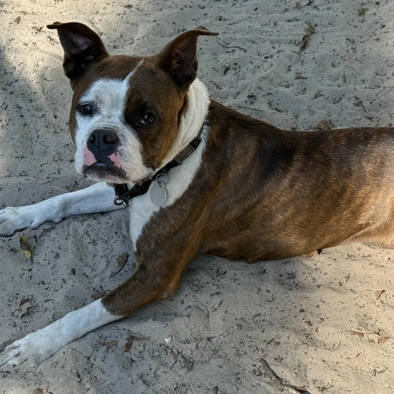 Hazelnut thumbnail 2