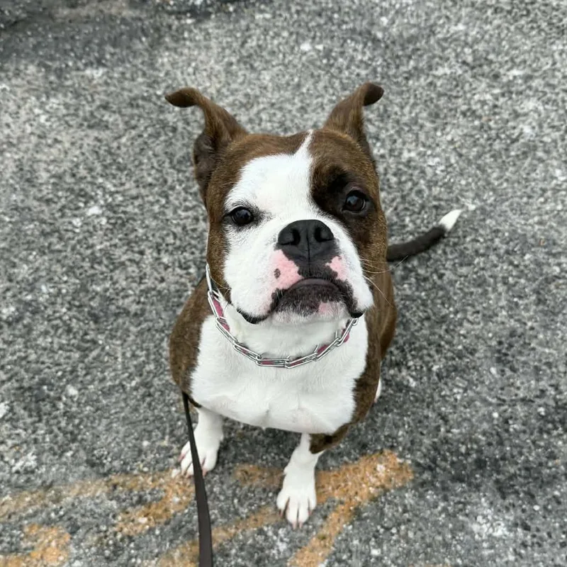 Hazelnut thumbnail 3