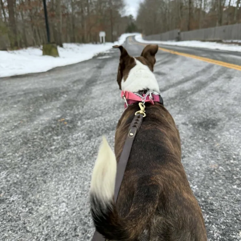 Hazelnut thumbnail 4