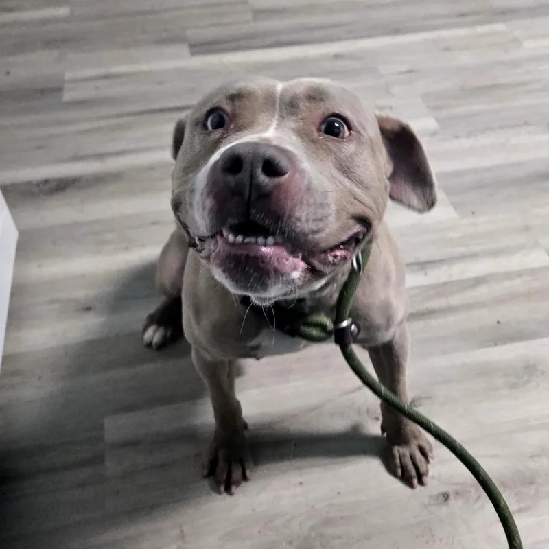 An adult medium-sized male Brindle Terrier dog named Olin for adoption in St. Louis, MO