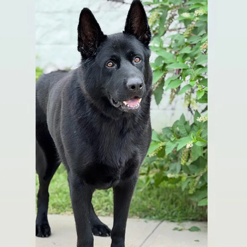 An adult extra large-sized male Black German Shepherd Dog dog named Rock for adoption in Syosset, NY