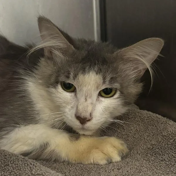 An adult medium-sized male Domestic Medium Hair cat named Cheshire for adoption in Silverdale, WA