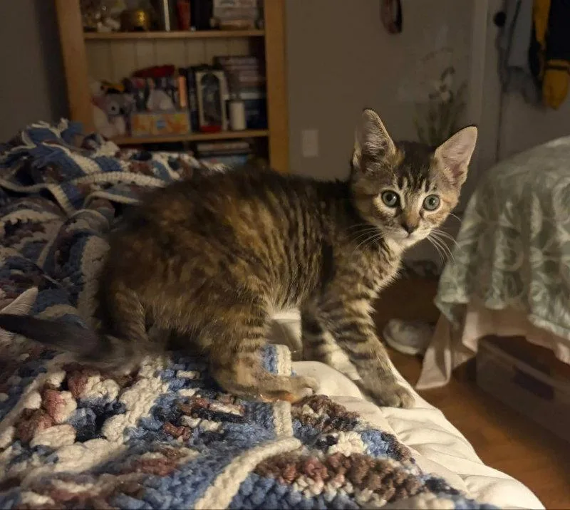 A young medium-sized female Dilute Calico cat named Nellie for adoption in Knoxville, TN