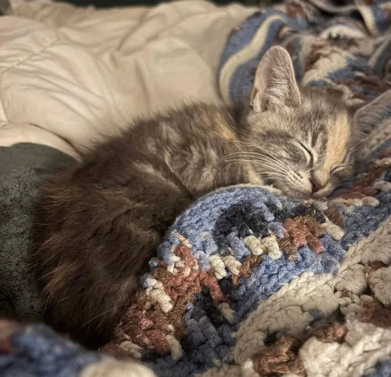 Nellie thumbnail 2