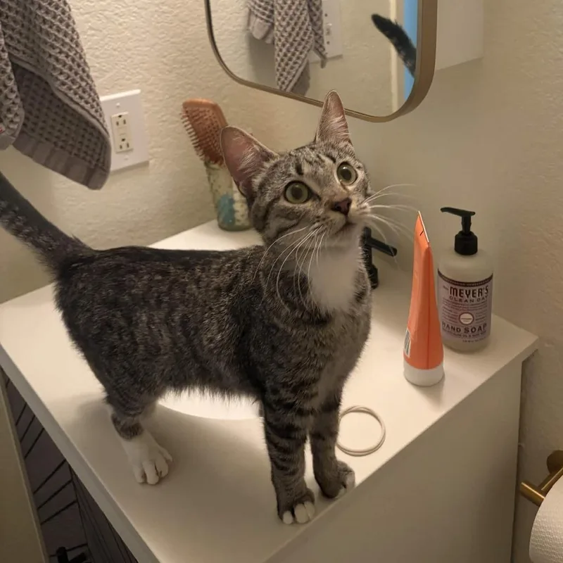 A young medium-sized female Gray / Blue / Silver Domestic Short Hair cat named Tracy for adoption in San Diego, CA