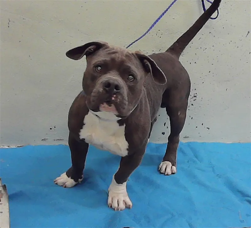 An adult medium-sized male Staffordshire Bull Terrier dog named Trent for adoption in Houston, TX