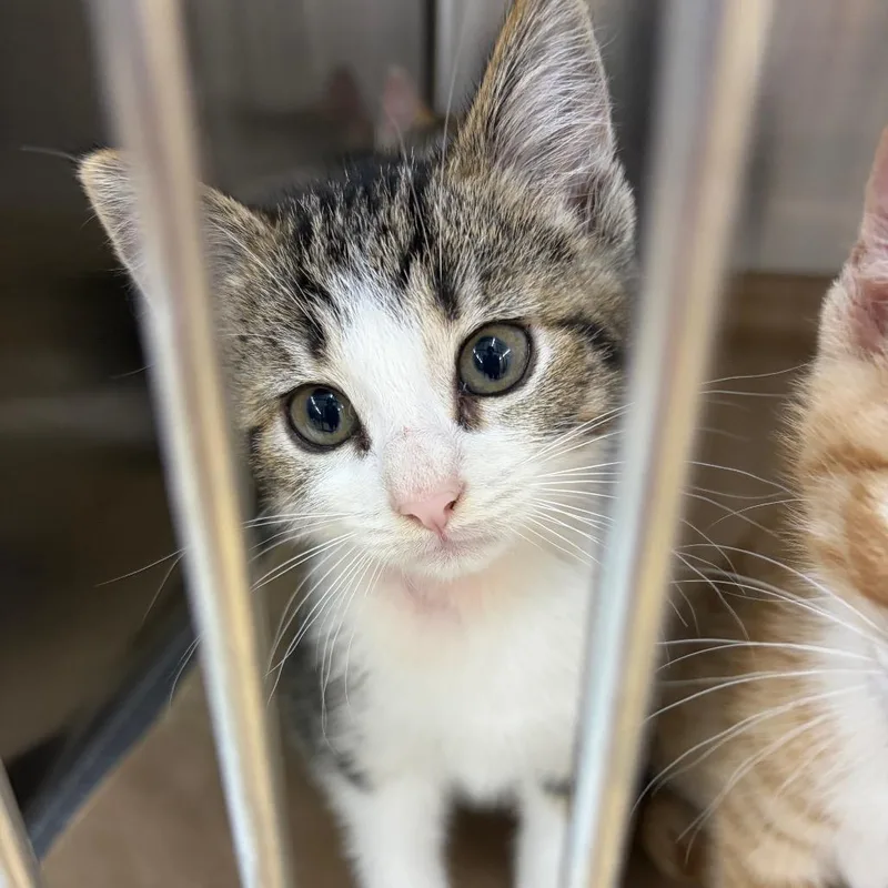 A baby small-sized female Domestic Short Hair cat named Matilda for adoption in Morrisville, VT