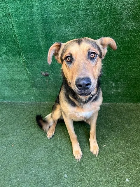 An adult large-sized male German Shepherd Dog dog named Doctor Doolittle for adoption in Lancaster, CA