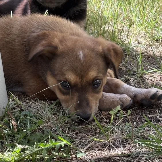 A baby medium-sized female Brown / Chocolate Mixed Breed dog named Tammy for adoption in Prescott, AZ