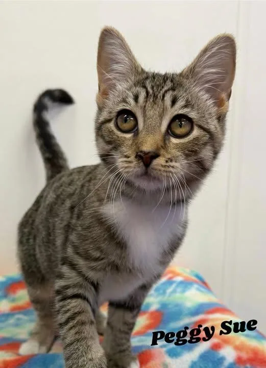 A baby medium-sized female Domestic Short Hair cat named Peggy Sue for adoption in Dunkirk, NY