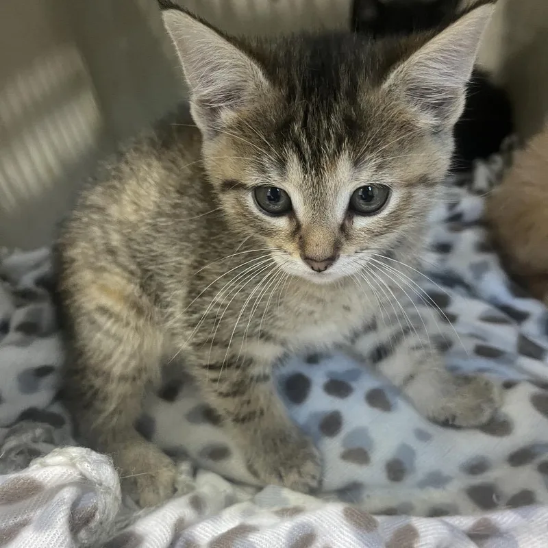 A baby small-sized male Brown / Chocolate Domestic Short Hair cat named Vinny for adoption in Rocky Mount, VA