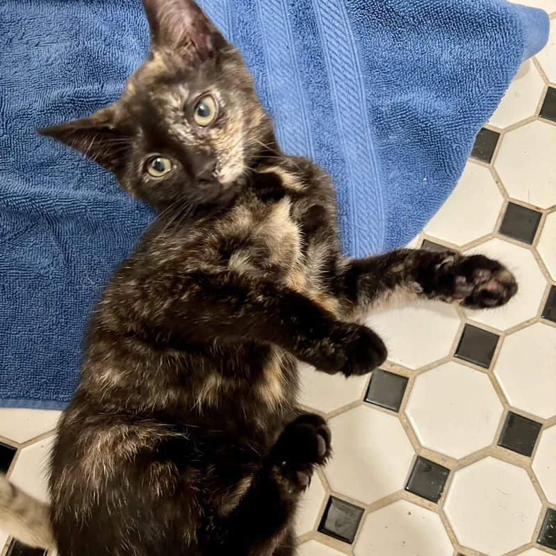 A baby small-sized female Tortoiseshell Domestic Short Hair cat named Majora for adoption in Richmond, VA