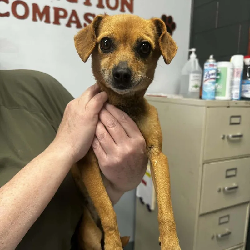 An adult small-sized male Brown / Chocolate Chihuahua dog named Lucky for adoption in Washington, DC