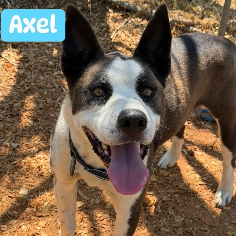 Axel