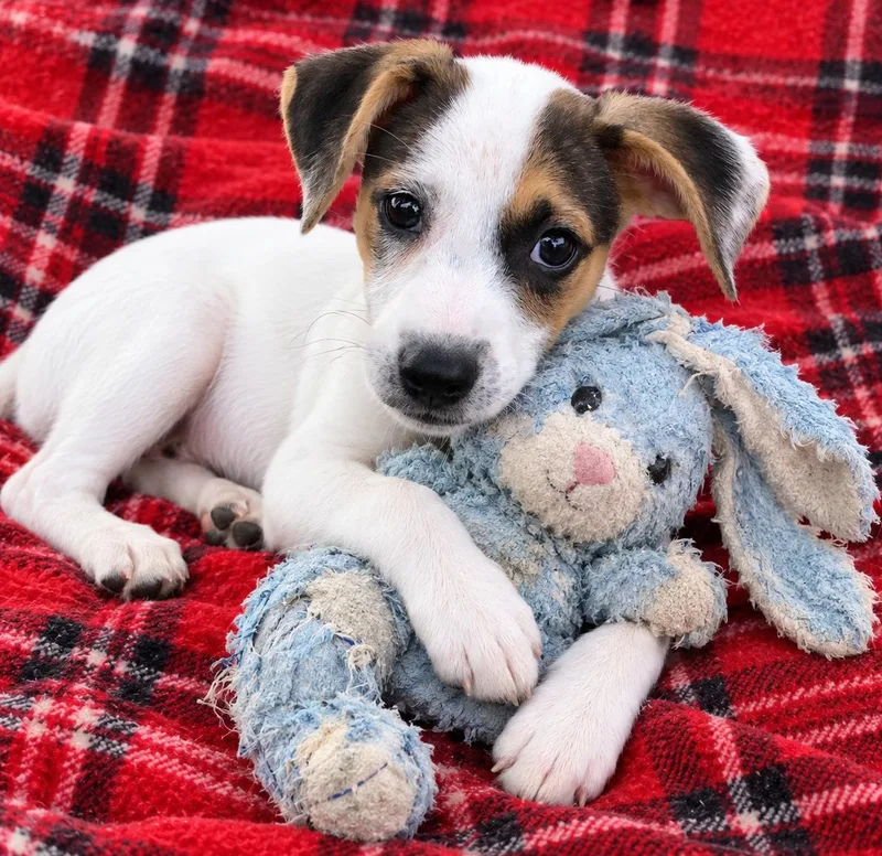 A baby medium-sized female Boxer dog named Grace for adoption in Lake Geneva, WI